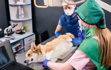 AI for Veterinary Medicine Professionals