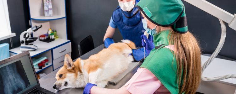 AI for Veterinary Medicine Professionals